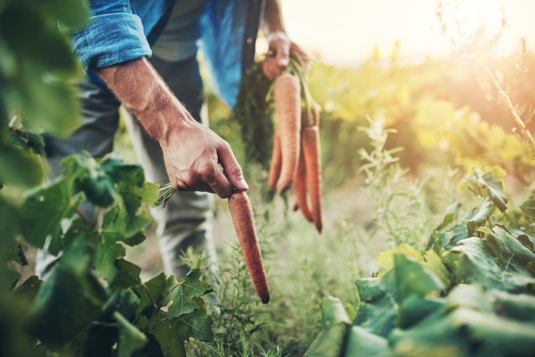 Hands, nature and man farmer with carrots for agriculture, sustainable and agro harvest growth. Environment, field and male person with organic, fresh and nutrition vegetable in outdoor countryside